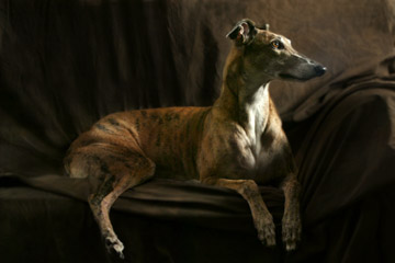 award-winning greyhound on couch, washington, dc