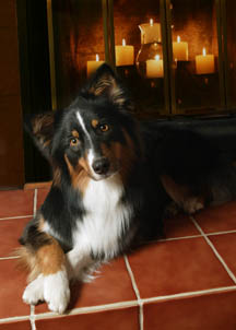 Australian Shepherd by fireplace, Clifton dog photographer