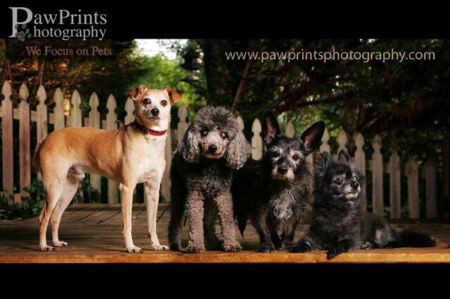 Lovable, geriatric dogs, poodle, chihuahua