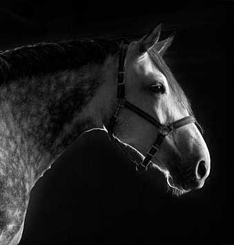horse photography, grey horse