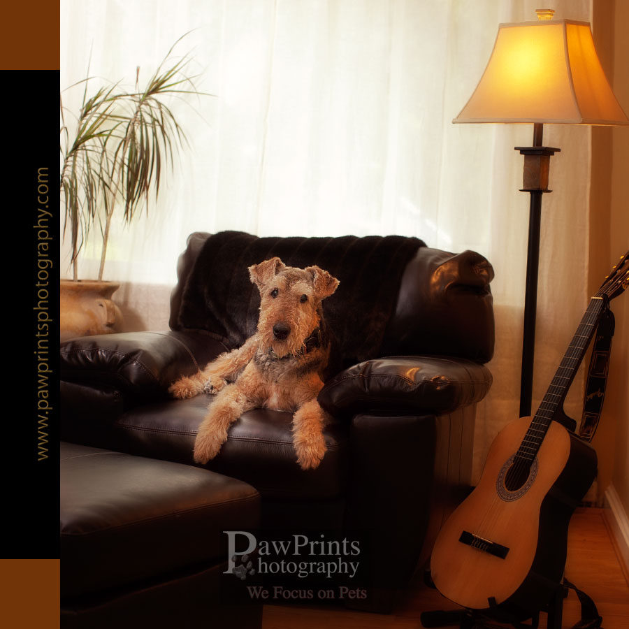airedale, terrier, photography