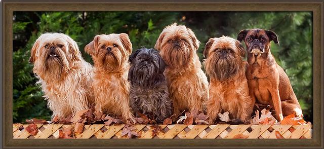 brussels griffon, group